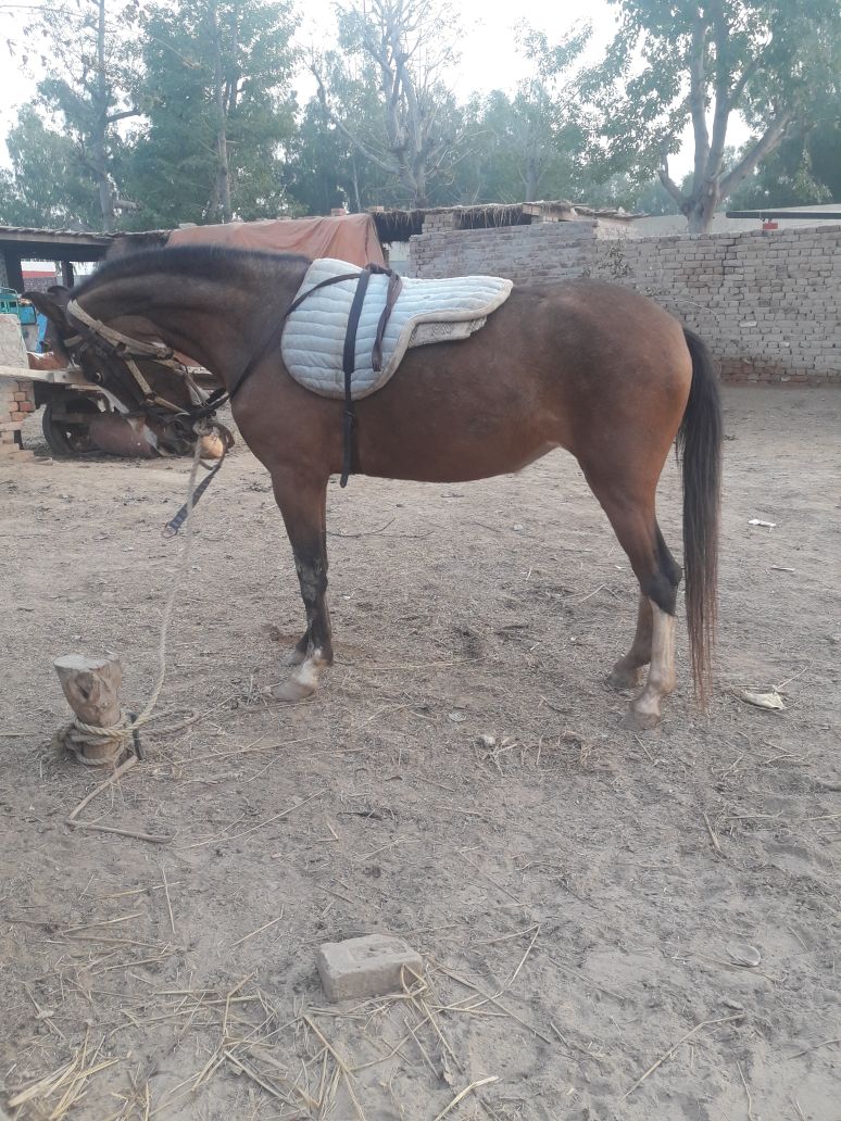 Female horse age 2 year 5 Month one month pregnant for sale